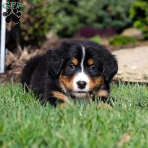 Jewel, Bernese Mountain Dog Puppy